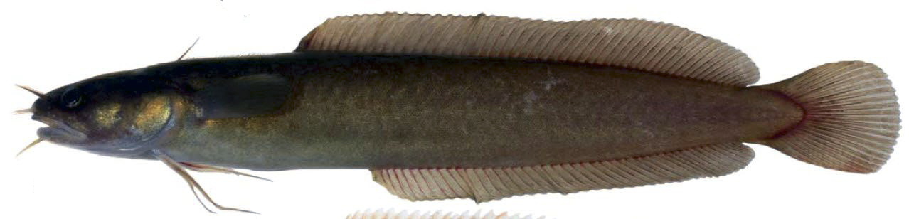 Ciliata mustela_88779